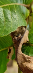 Salticidae
