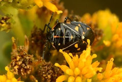 Murgantia histrionica
