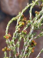 Passerina