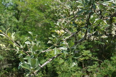 Pyrus elaeagrifolia