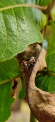 Salticidae
