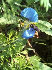 Meliponini