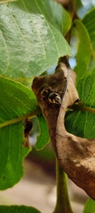 Salticidae