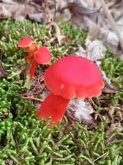 Hygrocybe coccinea