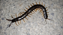 Scolopendra cingulata