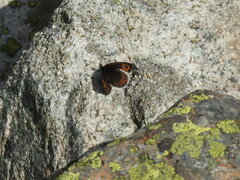 Erebia montanus
