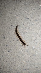 Scolopendra cingulata