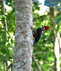 Campephilus melanoleucos