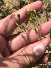 Phemeranthus rugospermus