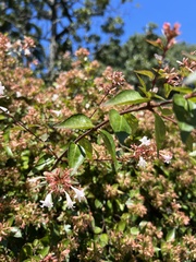 Abelia