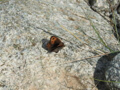 Erebia montanus