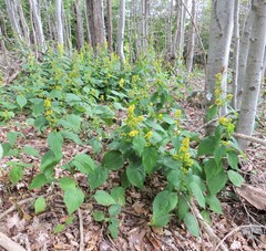 Solidago flexicaulis