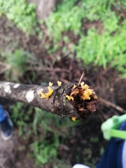 Dacrymycetaceae