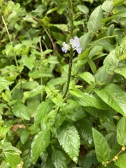 Stachytarpheta