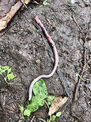 Lumbricus