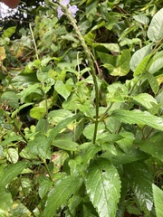 Stachytarpheta