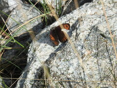 Erebia montanus