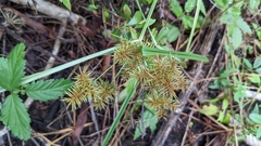 Cyperus