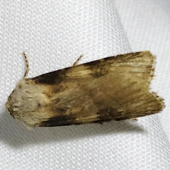 Agrotis puta