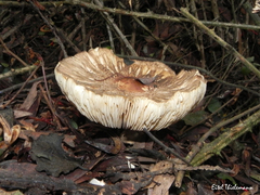 Macrolepiota bonaerensis