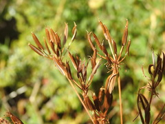 Chaerophyllum villarsii