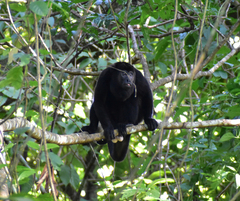 Alouatta palliata