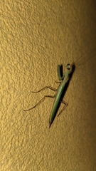 Mantis religiosa