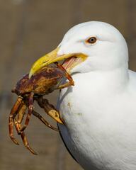 Larus dominicanus dominicanus