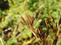 Chaerophyllum villarsii