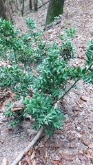 Ruscus aculeatus