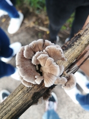 Schizophyllum