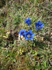 Gentiana clusii