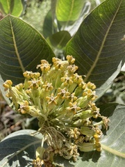 Asclepias latifolia