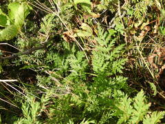 Chaerophyllum villarsii