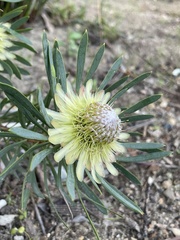 Protea scolymocephala