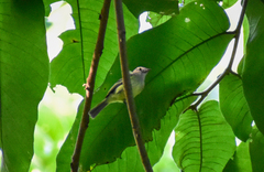 Myiopagis viridicata