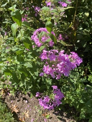 Phlox