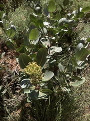 Asclepias latifolia