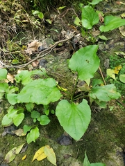 Plantago cordata