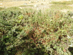 Chaerophyllum villarsii