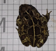 Sclerophrys pantherina