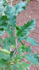 Quercus cerris