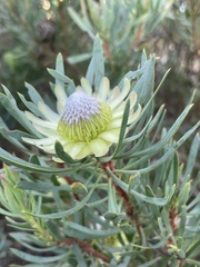 Protea scolymocephala