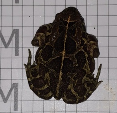 Sclerophrys pantherina