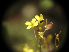 Biscutella laevigata