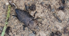 Capnodis tenebricosa