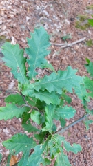 Quercus cerris