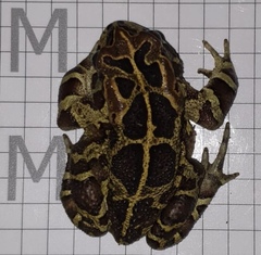 Sclerophrys pantherina