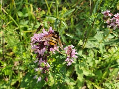 Volucella inanis