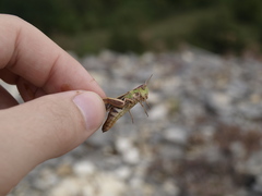 Stenobothrus lineatus